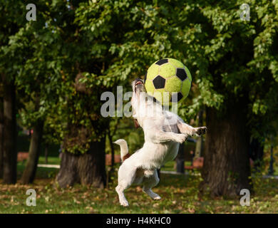 Kleiner Hund kollidiert mit großen Fußball (Fußball) Stockfoto