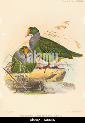 Joseph Wolf (British, 1820-1899), zwei Vögel (Ptilonopus Auranthfrons), handkolorierten Lithographie Stockfoto