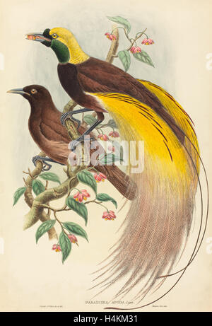John Gould und W. Hart (Britisch, 1804-1881), Bird Of Paradise (Paradisea Apoda), veröffentlicht 1875-1888, handkolorierten Lithographie Stockfoto