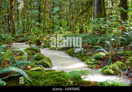 milchige Fluss im Great Bear Rainforest, Paradise Valley, gemäßigten Regenwald, Squamish, British Columbia, Kanada Stockfoto