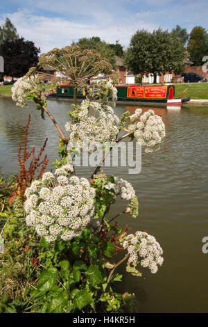 England, Berkshire, Hungerford, wilde Kuh Petersilie blüht Anthriscus Sylvestris neben Kennet und Avon Kanal Stockfoto