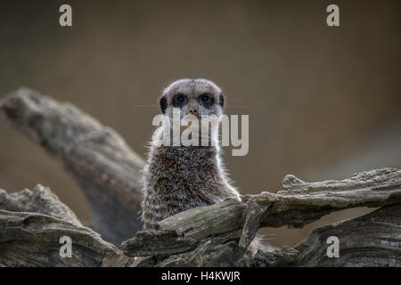 Erdmännchen auf Wache. Stockfoto