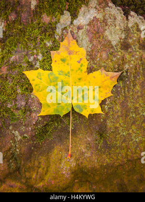 Bild von einem Herbst Blatt auf moosige Rinde. Stockfoto
