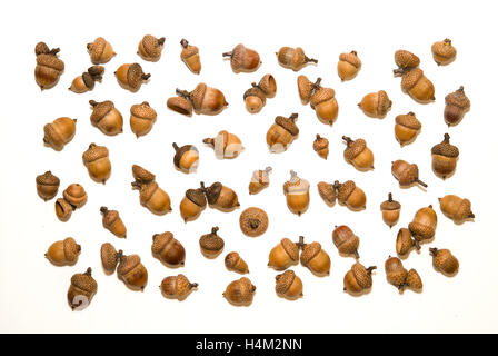 Viele getrocknete Herbst Eicheln auf weiß Stockfoto