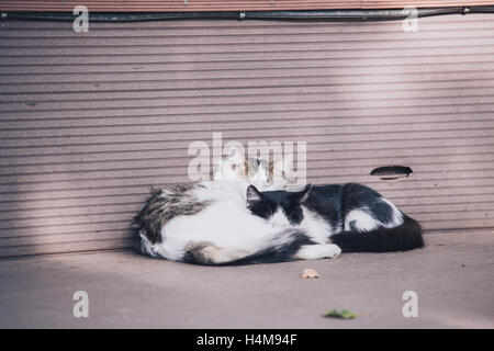 zwei Katzen, die Verlegung auf jeden anderen in der Nähe der Wand im Freien, Liebe Bild Stockfoto