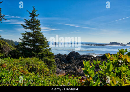 Blick auf Wild Pacific Trail, Pacific Rim National Park Reserve, Ucluelet, Vancouver Island, British Columbia, Kanada Stockfoto