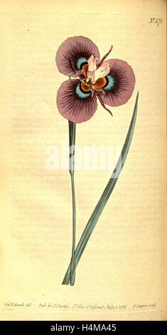 Botanischen Drucken von Sydenham Teast Edwards 1768 – 1819, Sydenham Edwards war eine Naturgeschichte Illustrator, England, UK Stockfoto