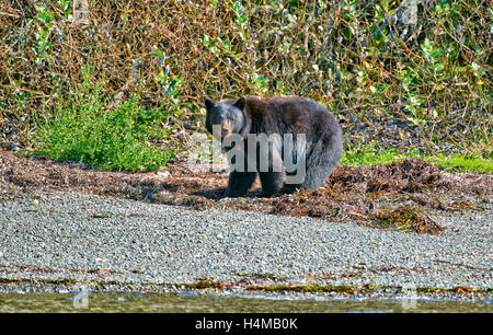 Amerikanische Schwarzbären (Ursus Americanus), Ucluelet, Pacific Rim National Park Reserve, Vancouver Island, British Columbia, Kanada Stockfoto
