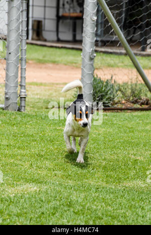 Schwarz / weiß getupft Jack Russel quer über den Rasen, Südafrika Stockfoto