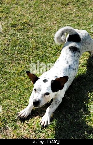 Schwarz / weiß getupft Jack Russel erstreckt sich auf dem Rasen, Südafrika Stockfoto