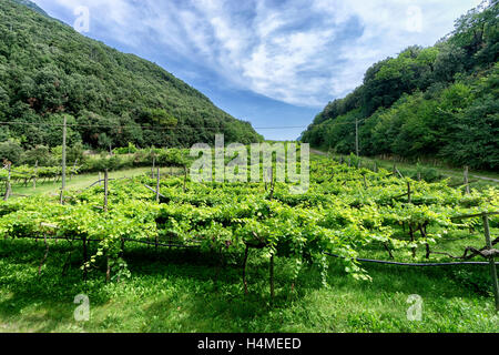 Weinberg in Trentino Alto Adige, Italien Stockfoto