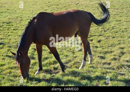 Pferd von brauner Farbe, die den Rasen in einem Feldern Weiden. Stockfoto