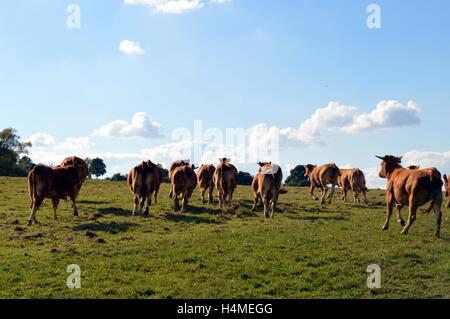 Kühe der grauen Farbe, die in einem Felder galoppiert. Stockfoto