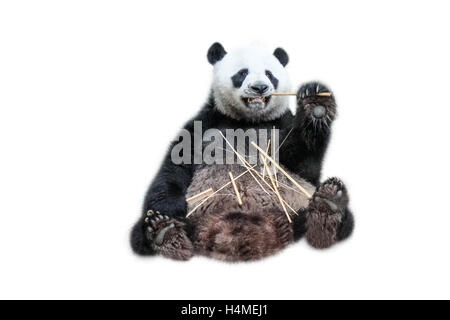 Giant Panda Bambus essen Stockfoto
