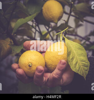 Landwirt mit frischen Zitronen in der hand Stockfoto
