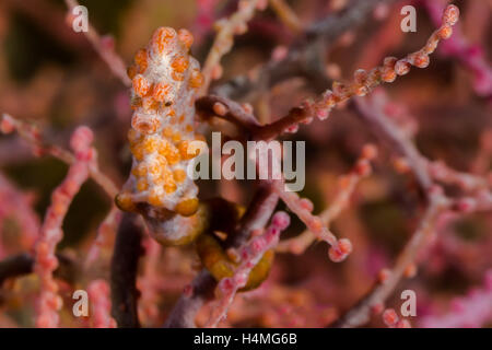 Unterwasser Bild von rosa Pygmäen-Seepferdchen in Seefächern Koralle Stockfoto