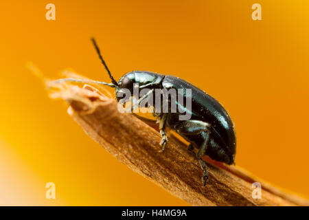 Grün-Floh-Käfer: sie sind Erdflöhe genannt, weil sie bei Gefahr, wie Flöhe springen. Makro-Foto bei etwa 2,5 X. Stockfoto