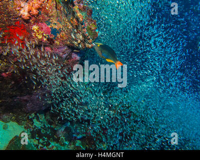 Papageienfische und Korallenriff in Similan Island, Thailand Stockfoto