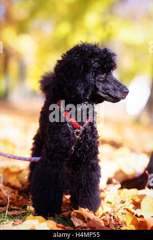 Schwarzer Pudel im Herbst schöne Herbstlaub zu parken. Stockfoto