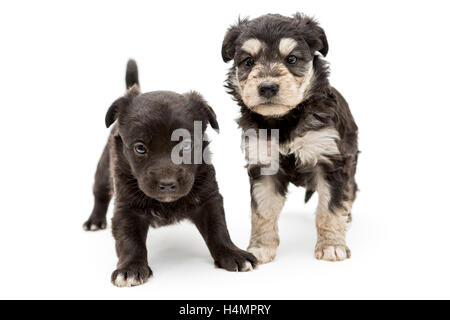 Zwei kleine, schwerwiegenden Welpe Hündchen, isoliert auf weißem Hintergrund Stockfoto