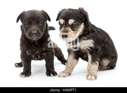 Zwei kleine, schwerwiegenden Welpe Hündchen, isoliert auf weißem Hintergrund Stockfoto