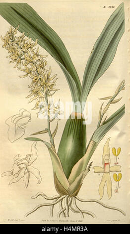 Botanischen Drucken von Sir William Jackson Hooker, FRS, 1785-1865, englische Botanischer illustrator Stockfoto