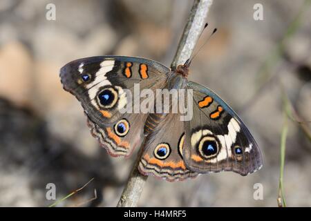 Gemeinsamen Buckeye Schmetterling Stockfoto