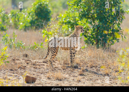 Majestätische Cheetah Jagd Position für einen Hinterhalt ausführen. Kruger National Park, Südafrika. Stockfoto