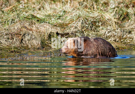 Grizzly Bär Jagd Lachs, Ursus Arctos Horribilis, Great Bear Rainforest, Knight Inlet, Britisch-Kolumbien, Kanada Stockfoto