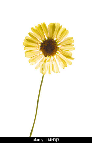 Gelbe Zinnien auf isolierten weißen Hintergrund Stockfoto