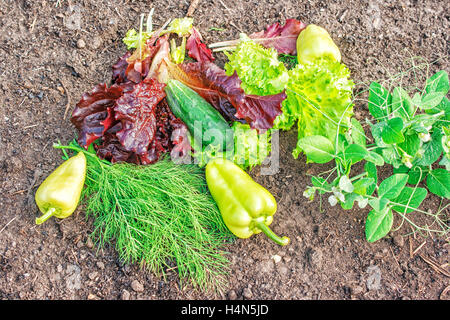 Paprika, grüne und rote Salat, Erbsen, Petersilie, Dill und Gurken liegen auf dem Boden closeup Stockfoto