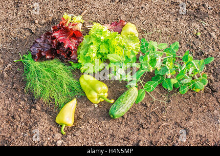 Paprika, grüne und rote Salat, Erbsen, Petersilie, Dill und Gurken liegen auf dem Boden closeup Stockfoto