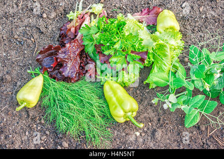 Pfeffer, grüner und roter Salat, Erbsen, Petersilie, Dill, liegend auf dem Boden closeup Stockfoto