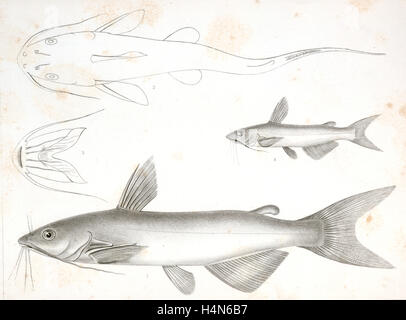 1-3. Pimelodus Olivaceus, Olive farbige Katze Fisch; 4-6. Pimelodus Catulus, Kätzchen Fisch., Suckley, George 1830-1869 Stockfoto