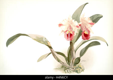 Cattleya Labiata Trianaei, Sander, F. (Friedrich), 1847-1920, Mansell, Joseph, Lithograph, Mond, H. G Stockfoto