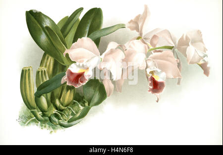 Cattleya Labiata Gaskelliana, Sander, F. (Friedrich), 1847-1920, Autor, Mond, H. G, Künstler, Leutzsch, Gustav, Lithograph Stockfoto