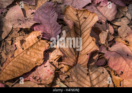 Blätter im Herbst Stockfoto