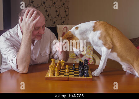 Intelligente Basenji Hund verzweifelt denken über nächsten Schritt in eine Familie Schachturnier Stockfoto