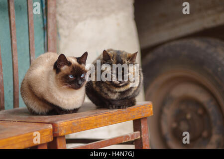 Zwei Katzen (Tabby und Siam) auf einem alten Stuhl sitzen und erholend Stockfoto