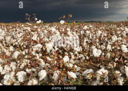 Sprungseile Baumwollfeld reif für die Ernte in Thrakien, Griechenland Stockfoto