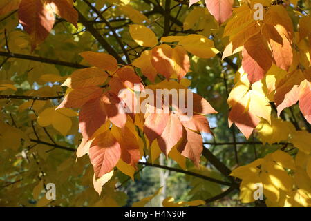 Blätter am Baum zeigt Herbstfarben im Herbst Stockfoto