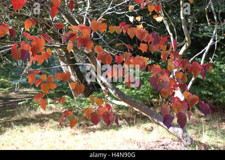 Blätter am Baum Herbst Farben Farben Stockfoto