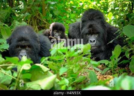 Familie mit einem Baby Gorilla und ein Silberrücken posieren für Bild in Ruanda Berggorillas. Stockfoto
