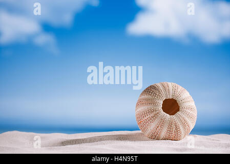 Seeigel - schön und bunt am weißen Sandstrand, Meer, Himmel und Seelandschaft Stockfoto