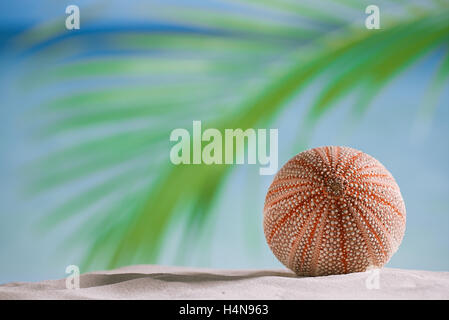 Seeigel - schön und bunt am weißen Sandstrand, Meer, Himmel und Seelandschaft Stockfoto