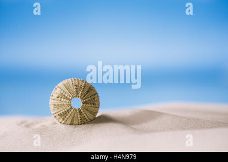 Seeigel - schön und bunt am weißen Sandstrand, Meer, Himmel und Seelandschaft Stockfoto