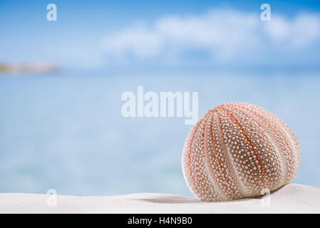 Seeigel - schön und bunt am weißen Sandstrand, Meer, Himmel und Seelandschaft Stockfoto