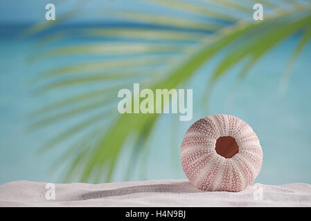 Seeigel - schön und bunt am weißen Sandstrand, Meer, Himmel und Seelandschaft Stockfoto