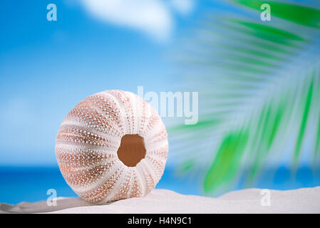 Seeigel - schön und bunt am weißen Sandstrand, Meer, Himmel und Seelandschaft Stockfoto