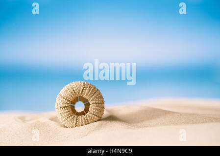 Seeigel - schön und bunt am weißen Sandstrand, Meer, Himmel und Seelandschaft Stockfoto